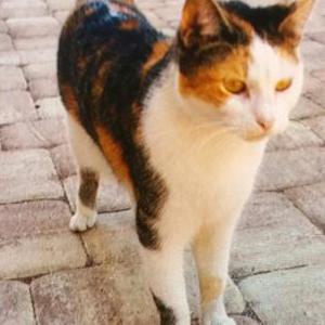 Lost Cat Abby BrownWhite