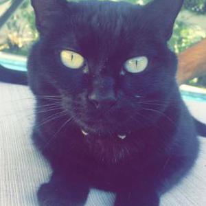 Lost Cat Nimba