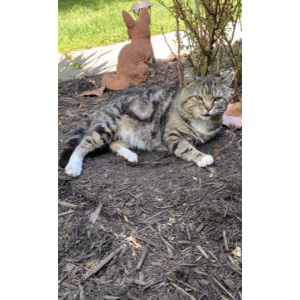 Lost Cat Clyde