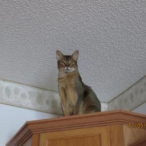Lost Cat Snickers