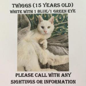 Lost Cat Twiggy