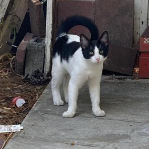 Found Cat Unknown