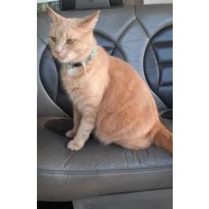 Lost Cats In Okemos Mi Lost My Kitty