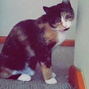 Lost Cat Belita