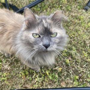 Lost Cat Gizmo