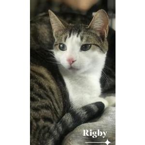 Lost Cat Rigby