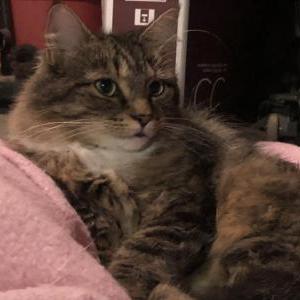 Lost Cat Lacie