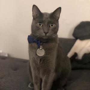 Lost Cat Charlie Tuna