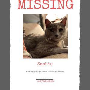 Lost Cat Sophie