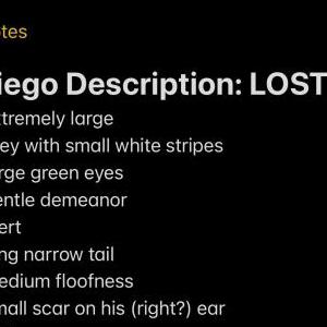 Lost Cat Diego