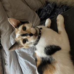 Lost Cat Cleo