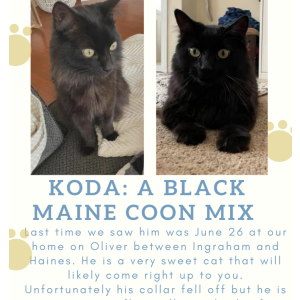 Lost Cat Koda
