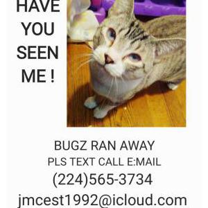 Lost Cat Bugz