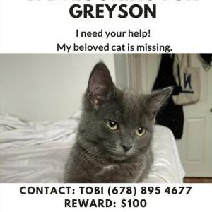 Lost Cat Greyson