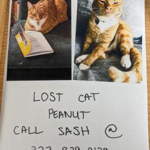 Lost Cat Peanut