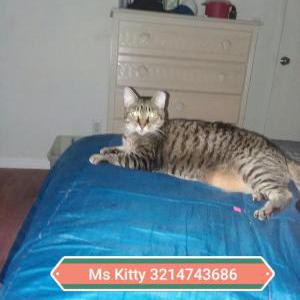 2nd Image of Ms Kitty, Lost Cat
