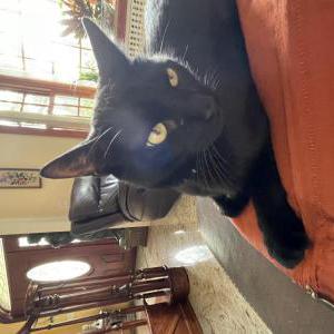 Lost Cat Nino