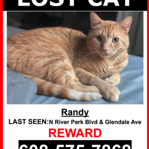 Lost Cat Randy