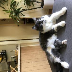 Lost Cat Moby