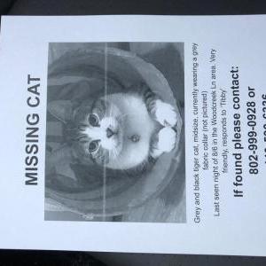 Lost Cat Tibby