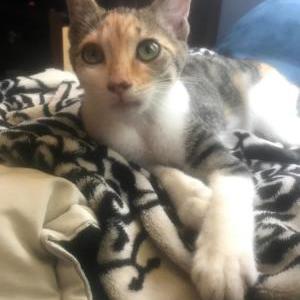 Lost Cat Cali