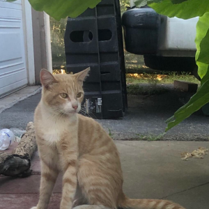 Lost Cat Mango