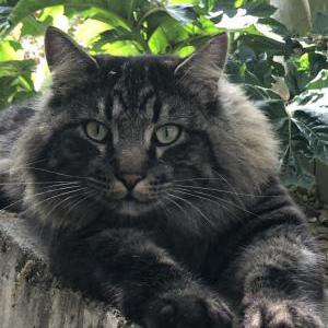 Lost Cat Lewis
