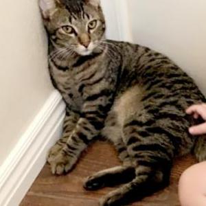 Lost Cat Cookie