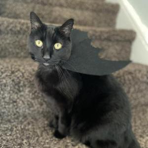 Lost Cat Coal