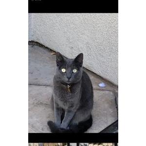 Lost Cat Blu