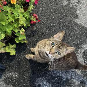 Lost Cat Chip