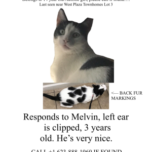 Lost Cat Melvin