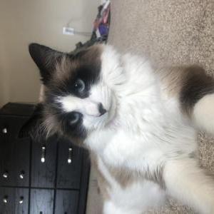 Lost Cat Roxie