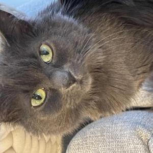 Lost Cat Luna