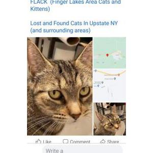 Lost Cat Taz