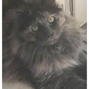 2nd Image of Bella, Lost Cat