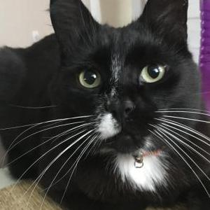 Lost Cat Marley