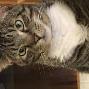 Lost Cat WILLY- Tabby, 4 year