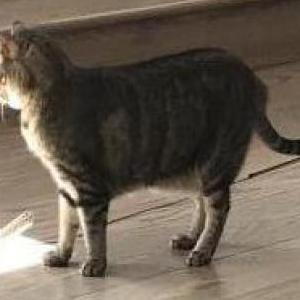2nd Image of Mossy or Moss, Lost Cat