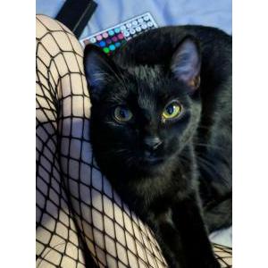 Lost Cat Binx