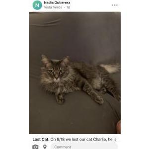 Lost Cat Charlie