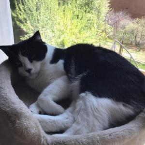 Lost Cats In GOLDEN, CO - Lost My Kitty