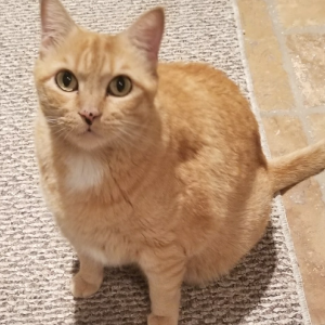 Lost Cat garfield