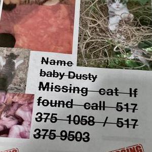 Lost Cat Baby dusty