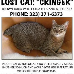 Lost Cat Cringer