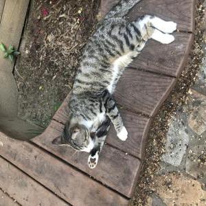 Lost Cat Geppetto