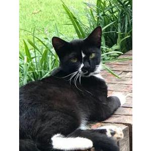 Lost Cat Dolly