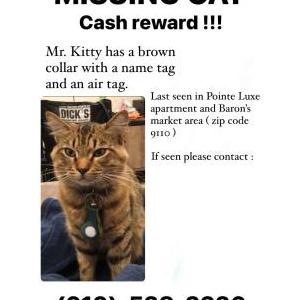 Lost Cat Mr.Kitty