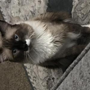 Lost Cat Mokie  or Handdsome