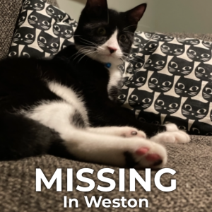 Lost Cat Mish